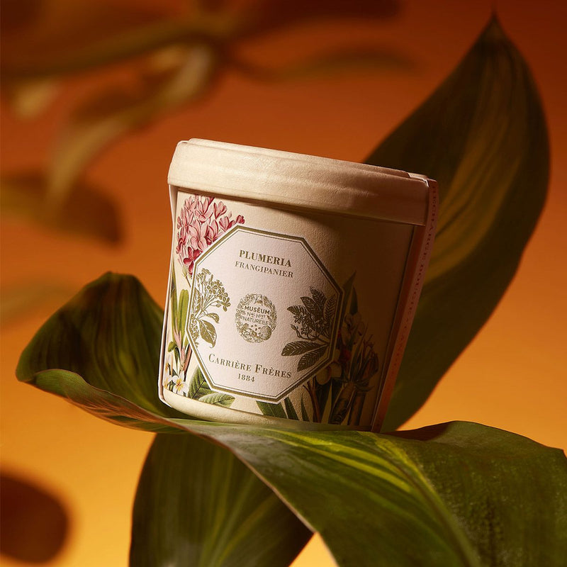 Carrière Frères Candle Refill - Frangipani